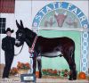 2004 Champion Mammoth Halter Jack - B&L Farm's Ozzy - Goats R' Us