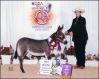 2004 Champion Miniature Halter Jennet - Country Music's Wynonna Judd - Wolfheart Ranch